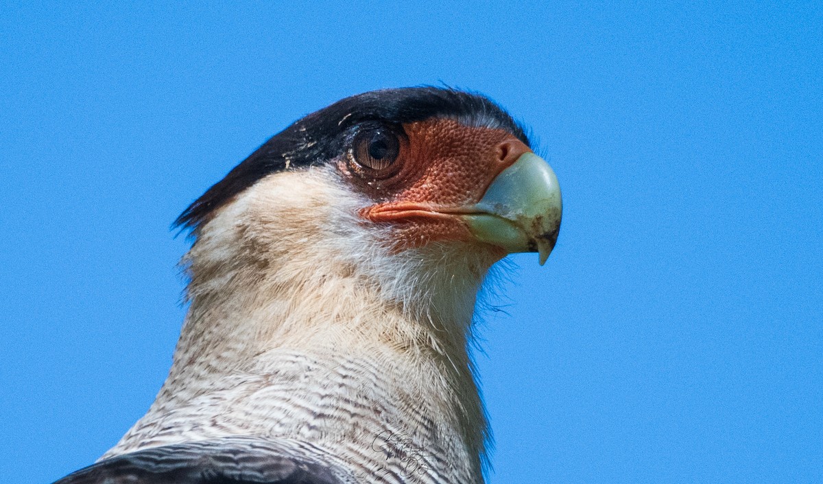 Crested Caracara (Southern) - ML312770421
