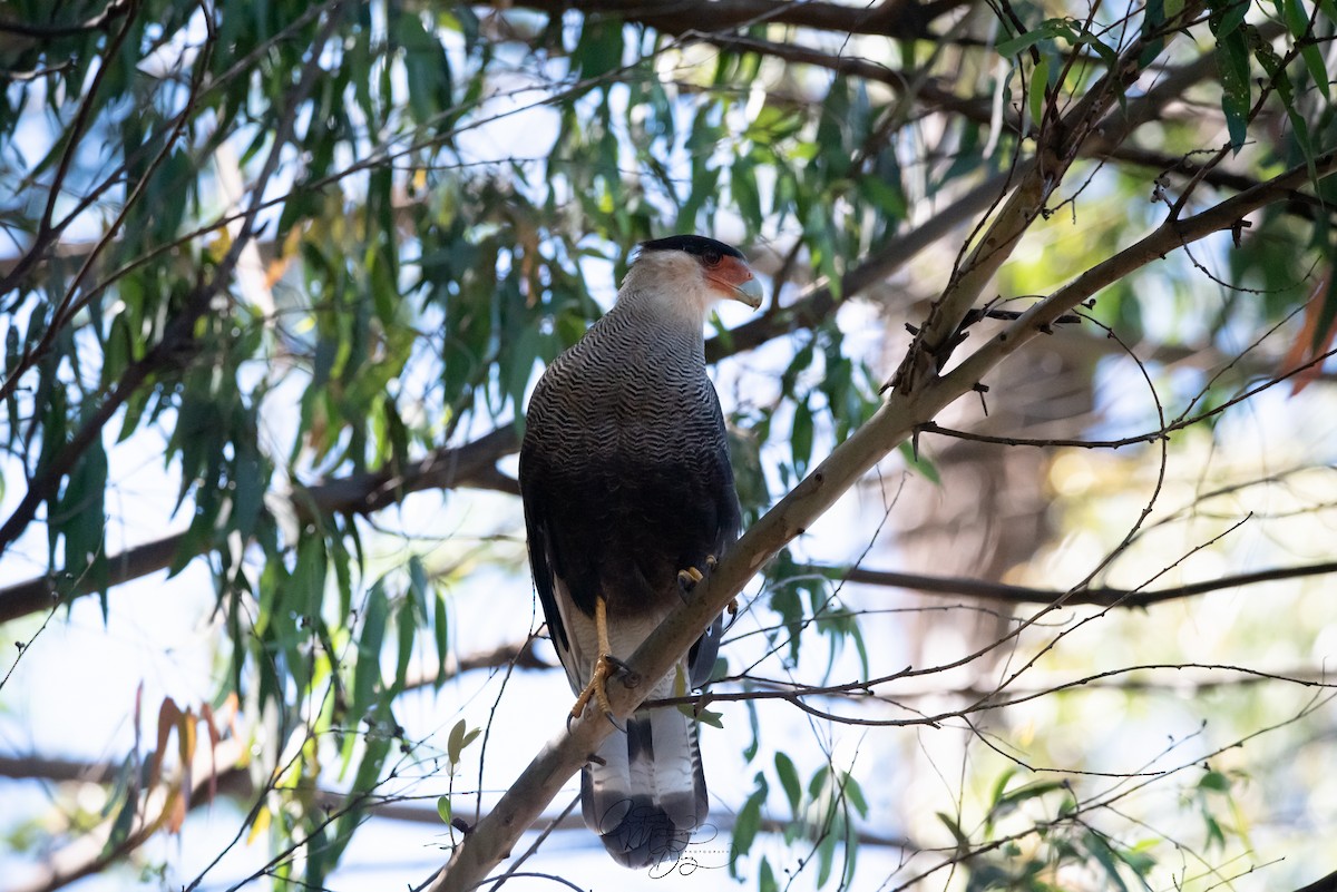 Crested Caracara (Southern) - ML312770941