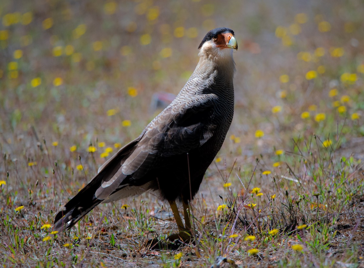 Crested Caracara (Southern) - ML312770951