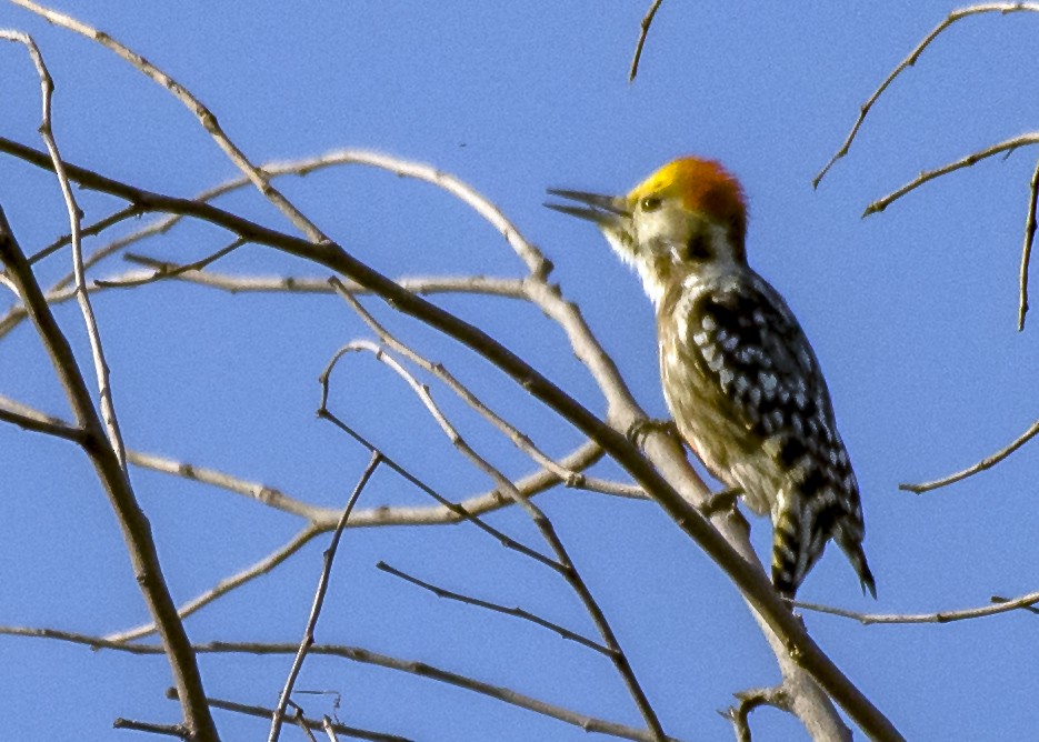 Yellow-crowned Woodpecker - ML312771271