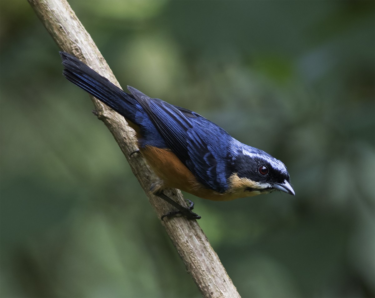 Chestnut-bellied Mountain Tanager - ML312772421