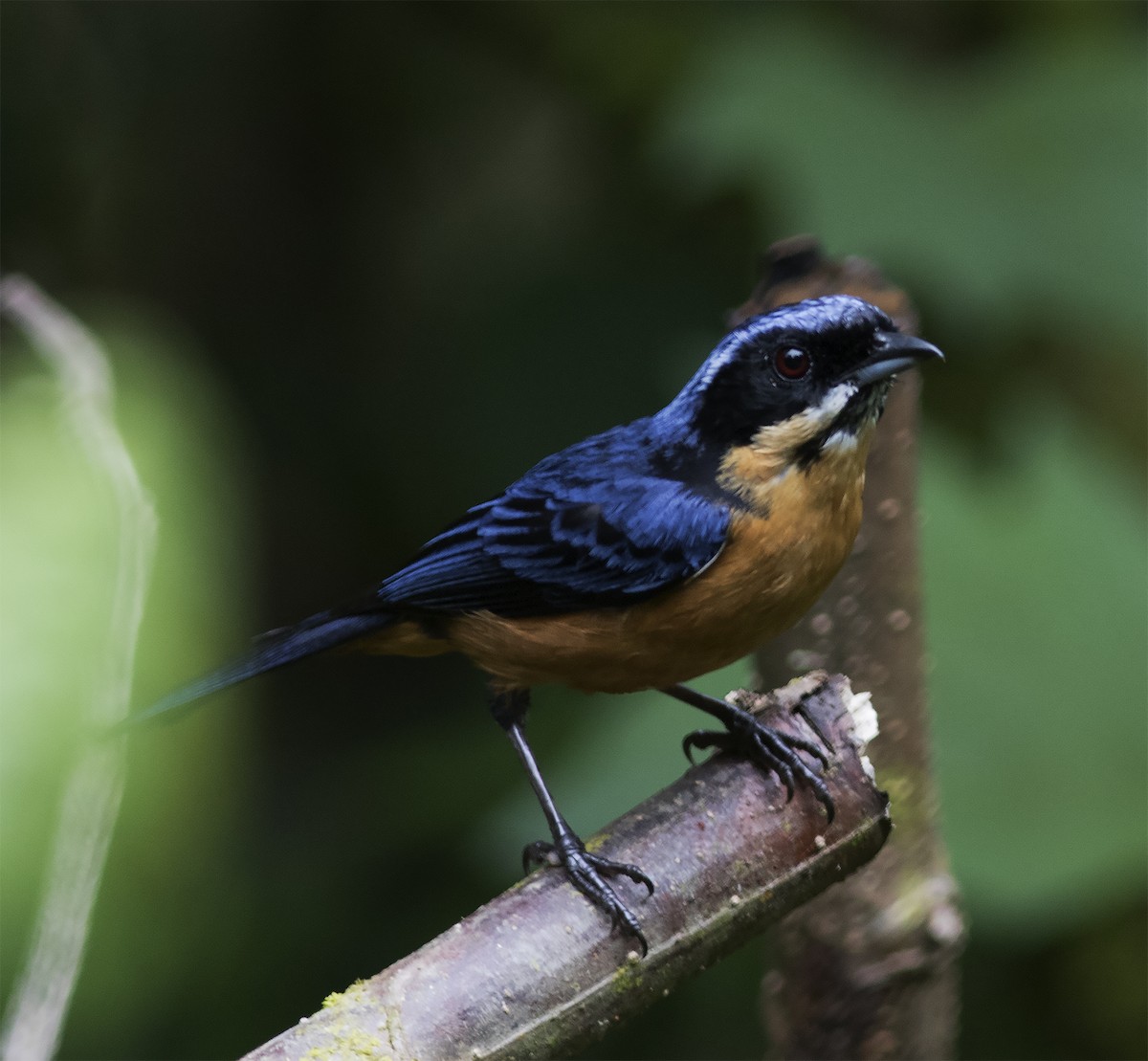 Chestnut-bellied Mountain Tanager - ML312772431