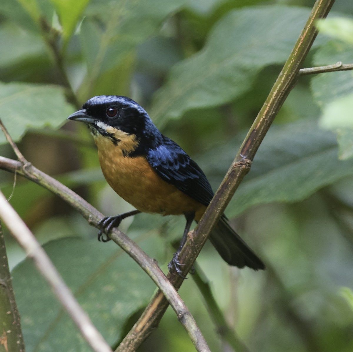 Chestnut-bellied Mountain Tanager - ML312772471