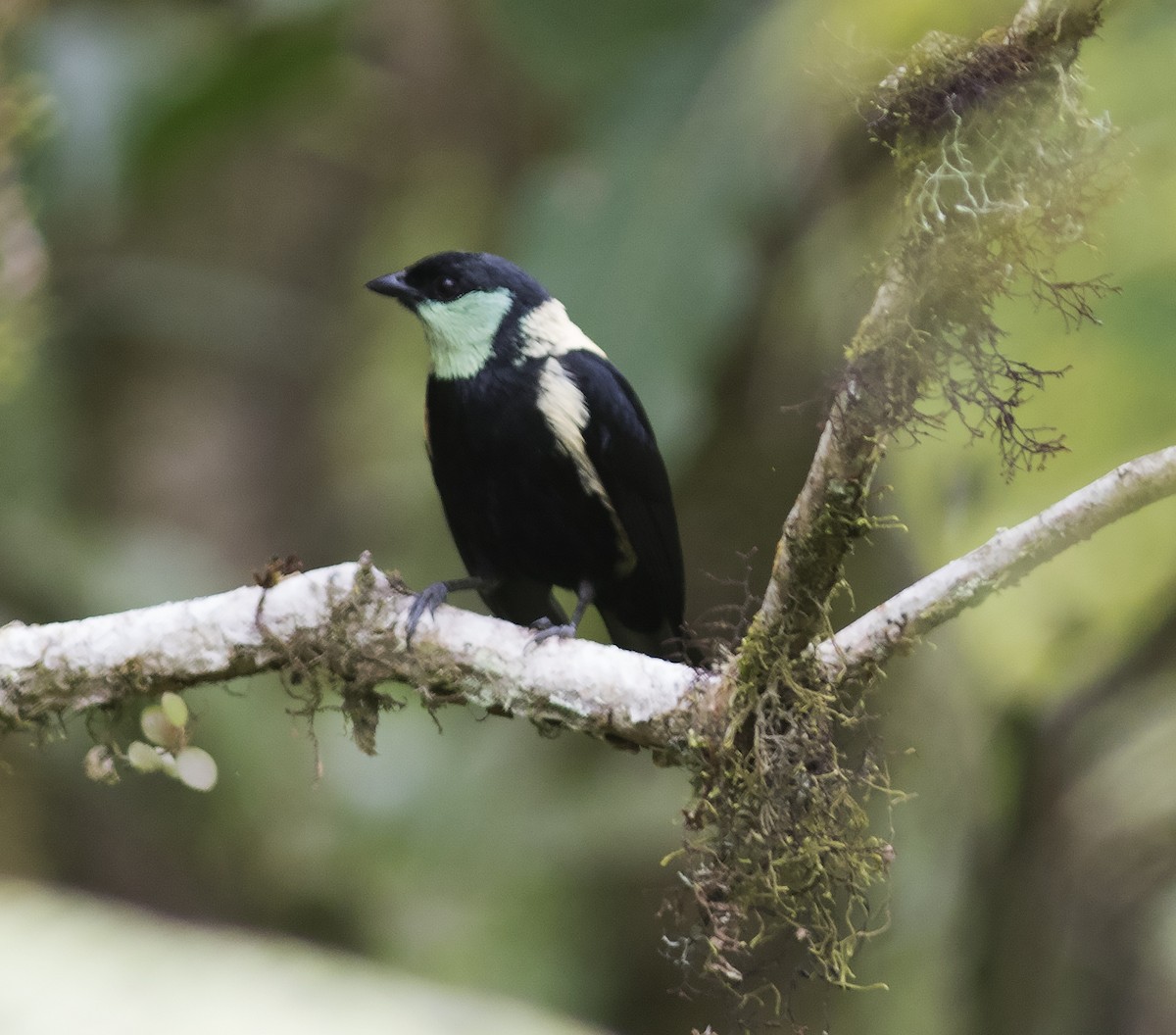 Green-throated Tanager - ML312772521