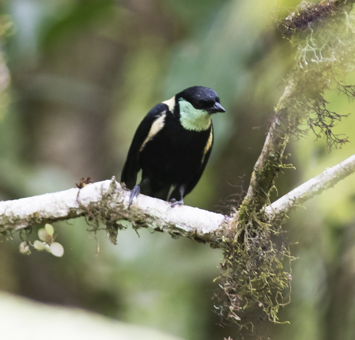 Green-throated Tanager - ML312772541