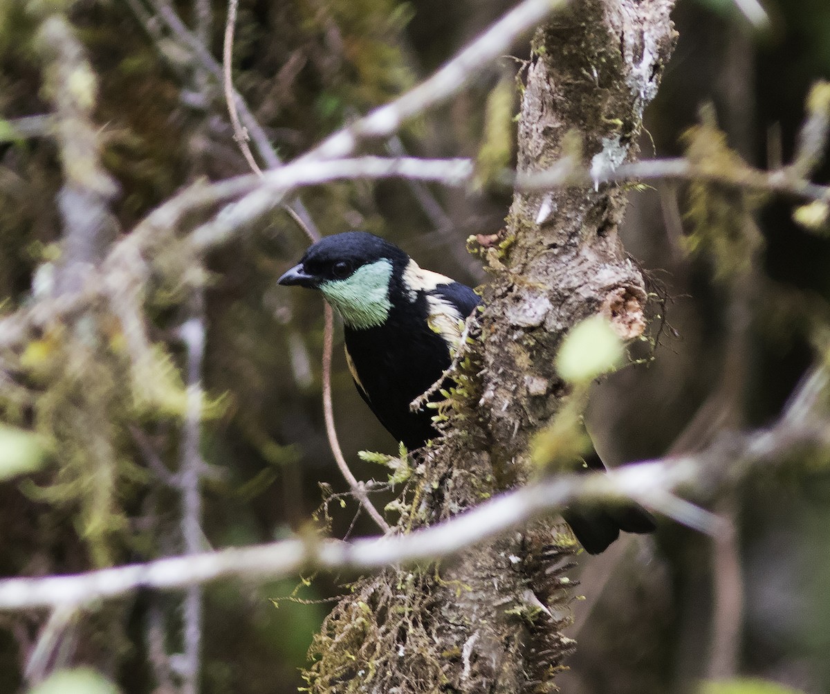 Green-throated Tanager - ML312772561