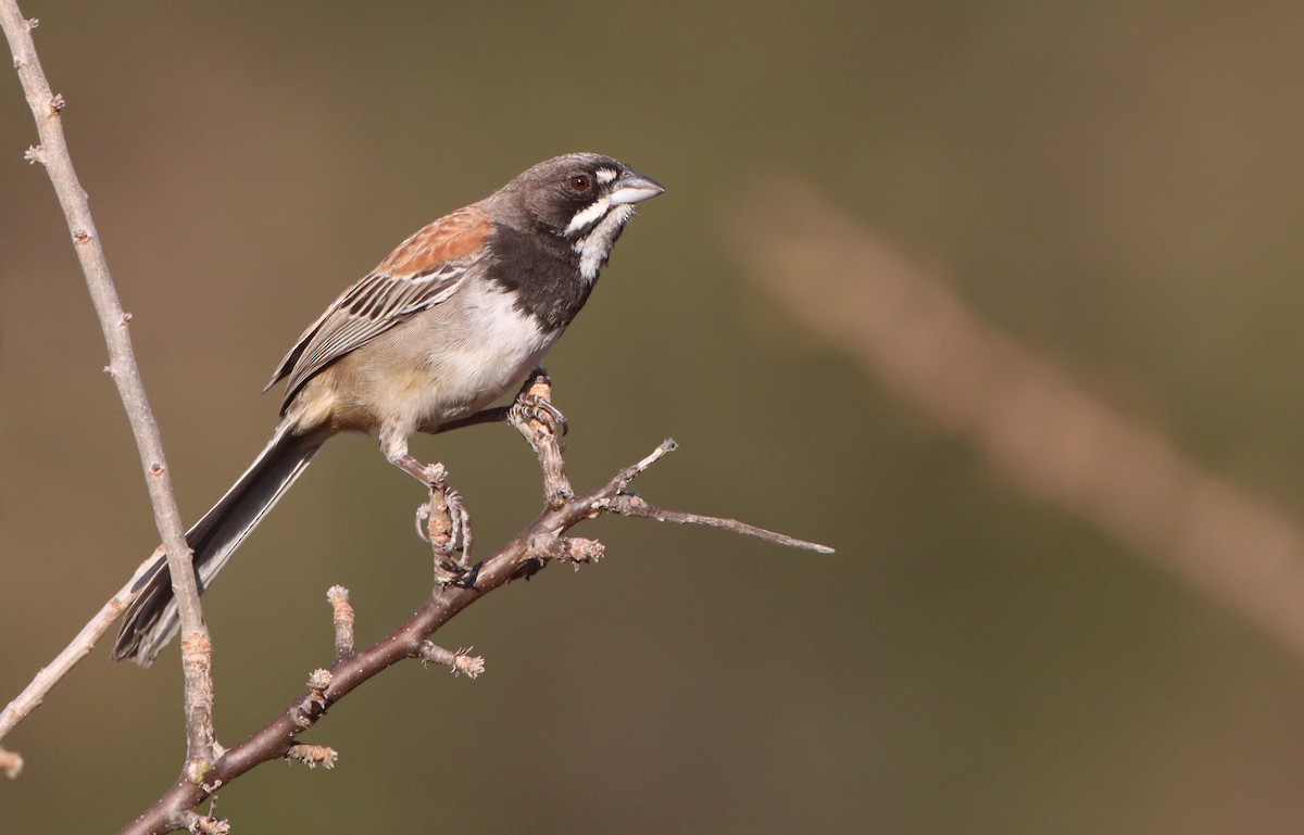 Black-chested Sparrow - ML312773671