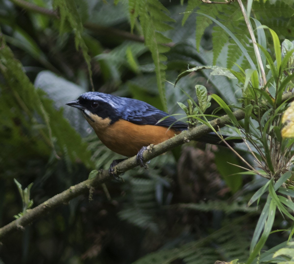 Chestnut-bellied Mountain Tanager - ML312775021