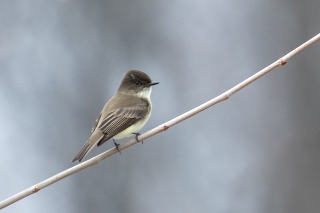 Eastern Phoebe