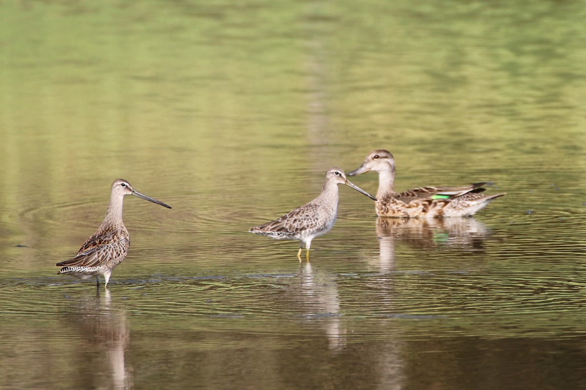Long-billed Dowitcher - ML312775221