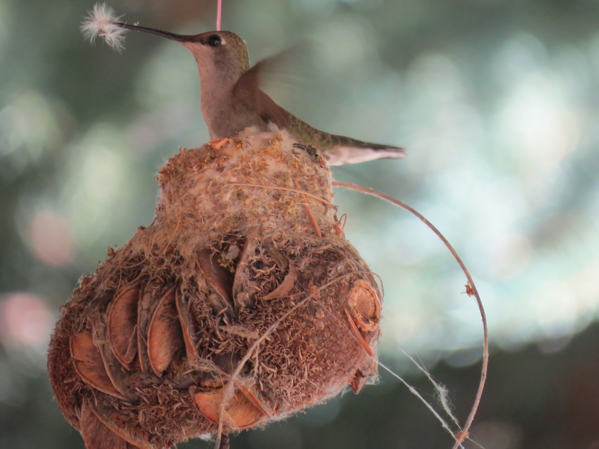 Black-chinned Hummingbird - Sharyn Isom