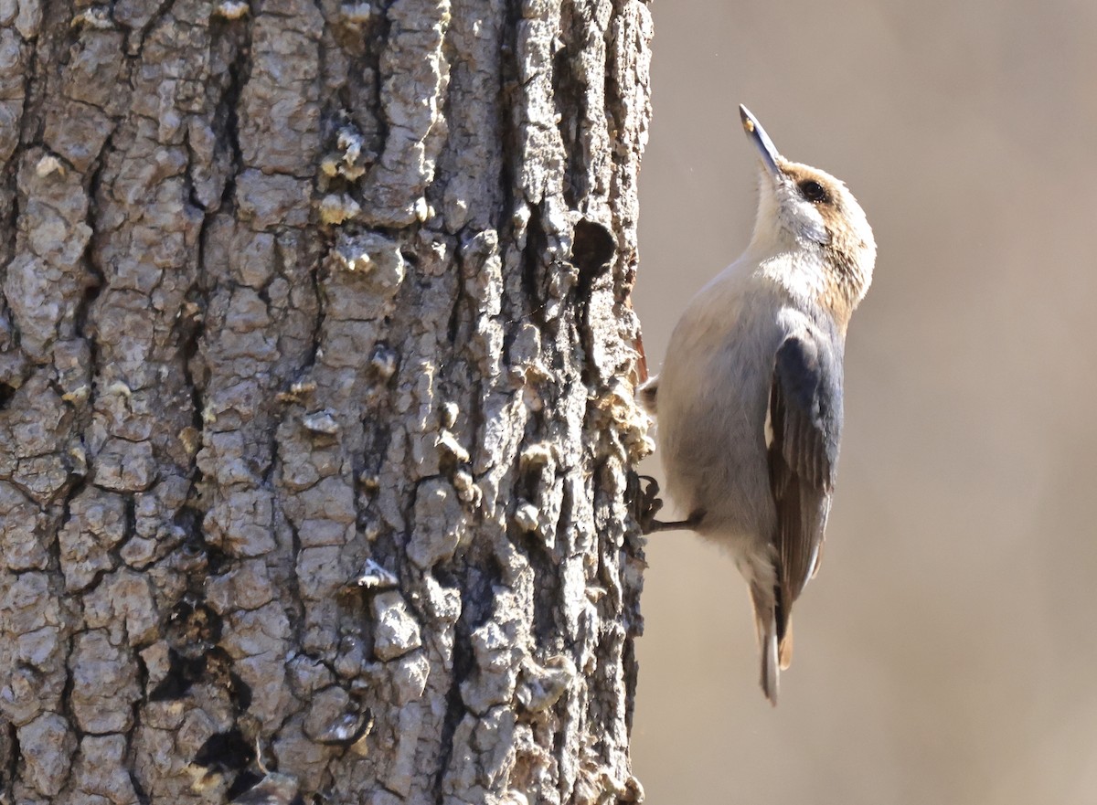 Brown-headed Nuthatch - ML312780431