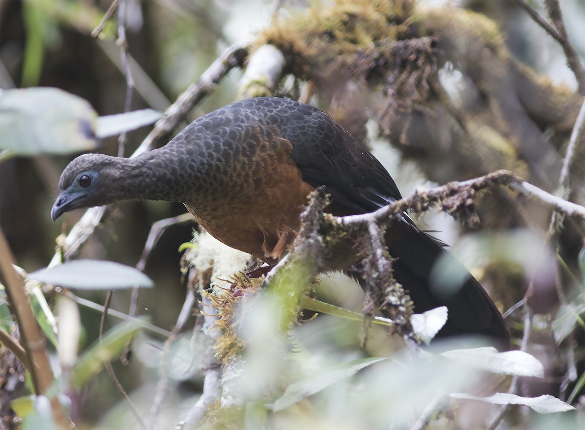 Sickle-winged Guan - ML312781691