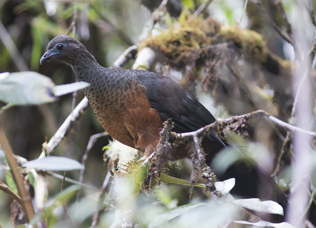 Sickle-winged Guan - ML312781711