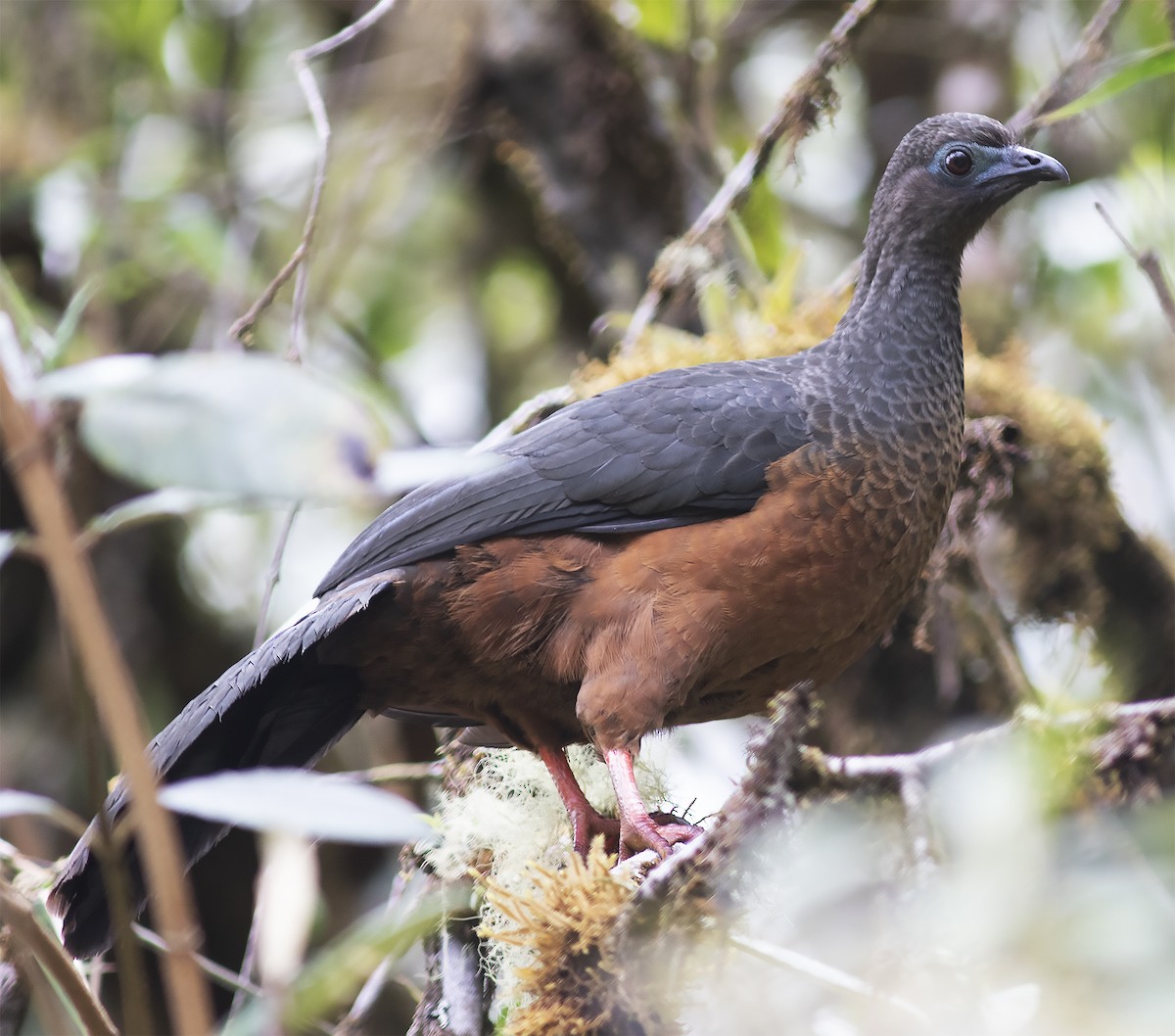 Sickle-winged Guan - ML312781721