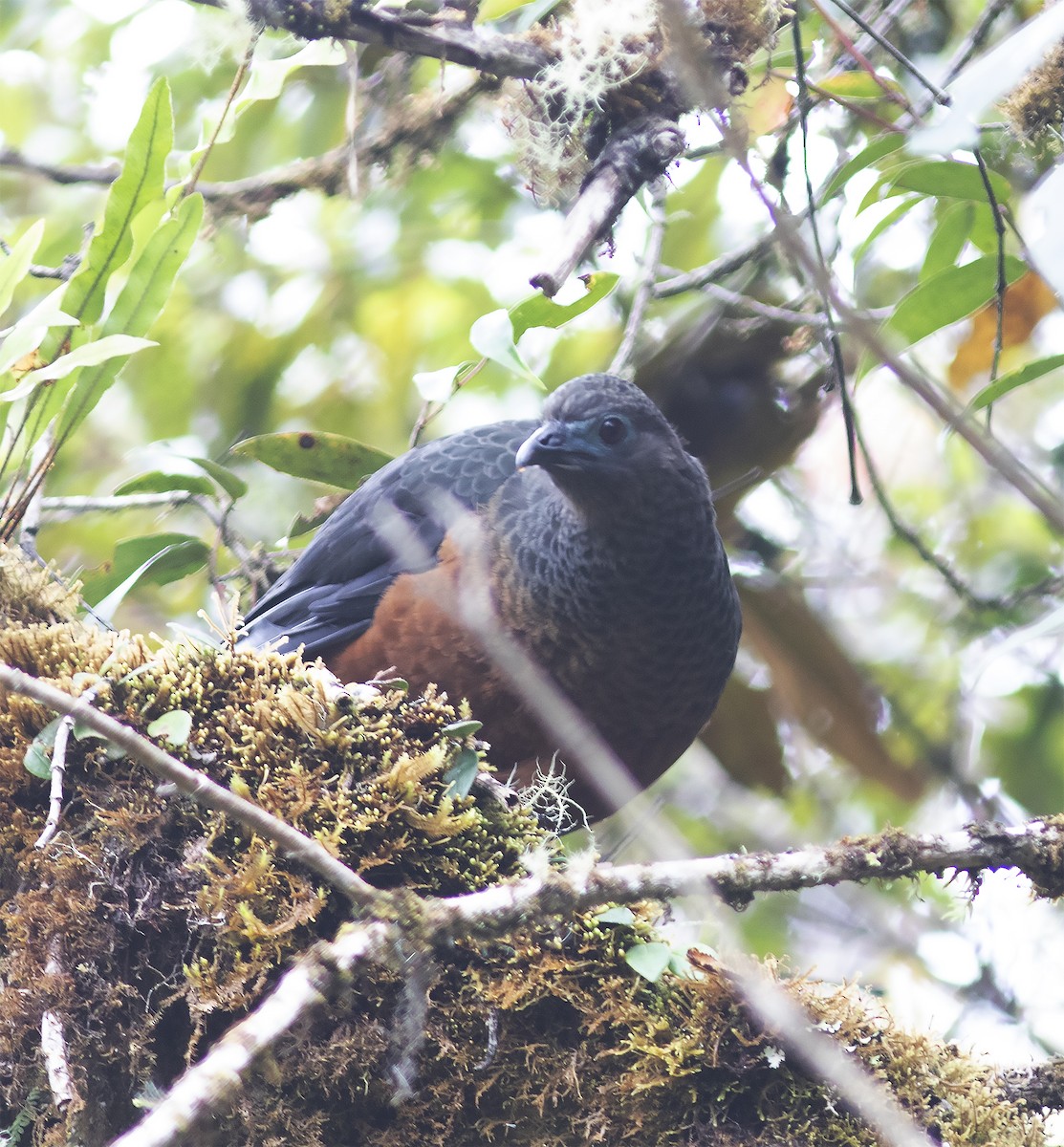 Sickle-winged Guan - ML312781751