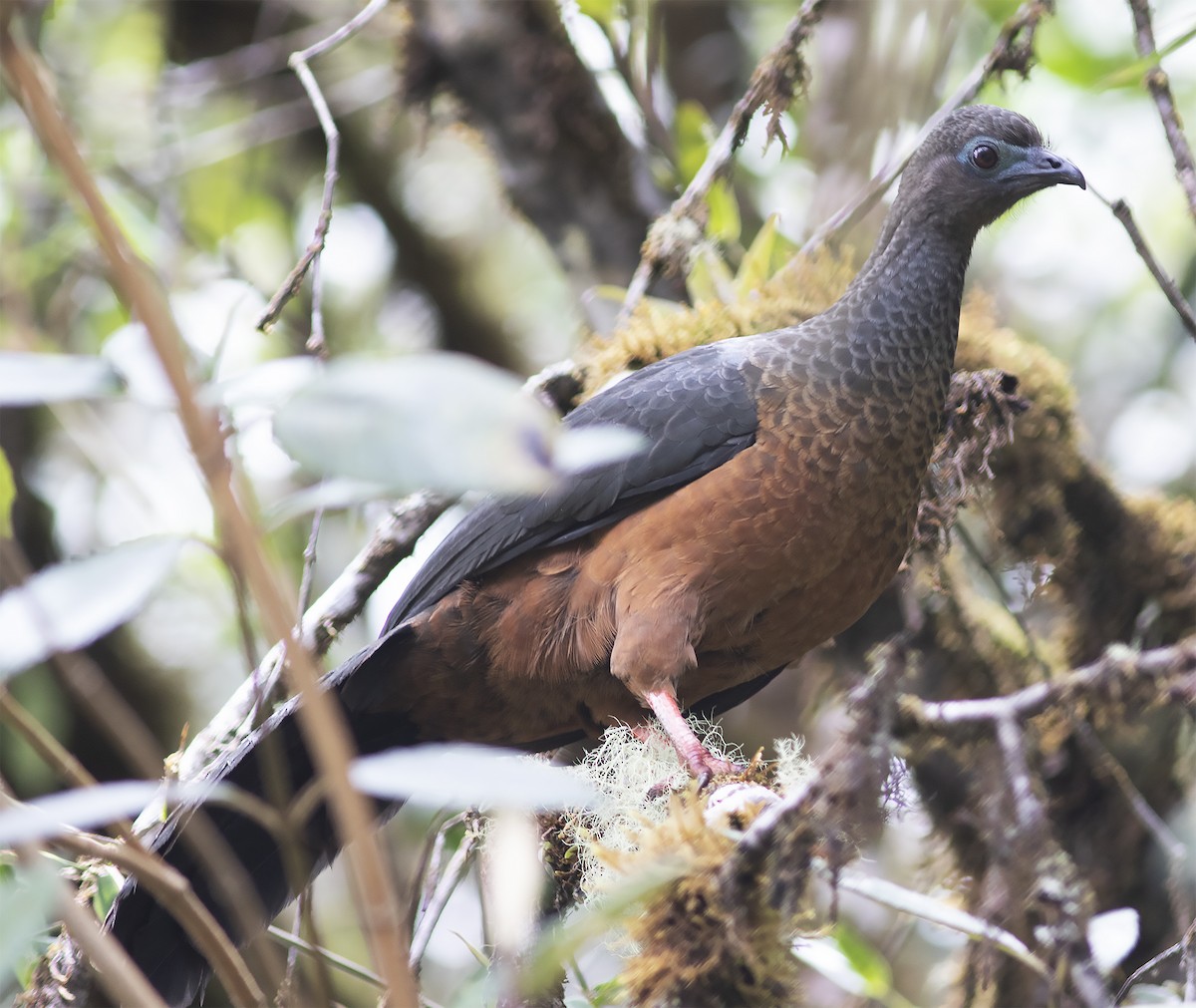 Sickle-winged Guan - ML312781771