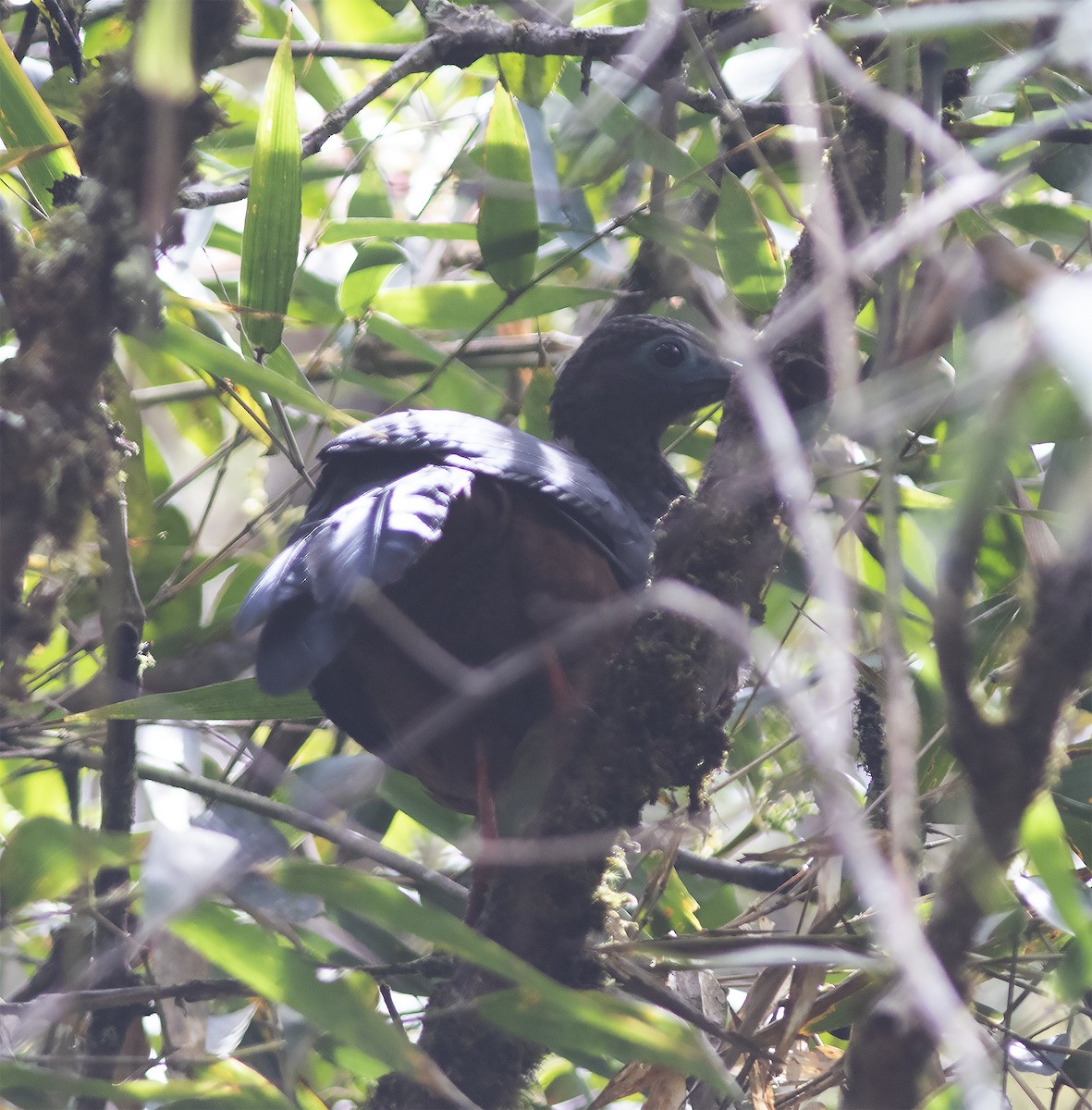 Sickle-winged Guan - ML312781781
