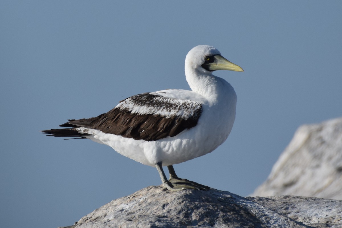Masked Booby - ML312782311