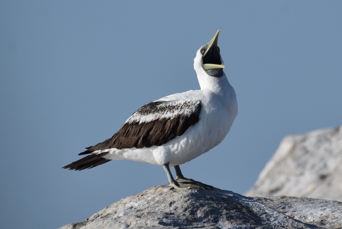 Masked Booby - ML312782321