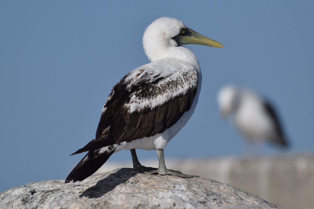 Masked Booby - ML312782401