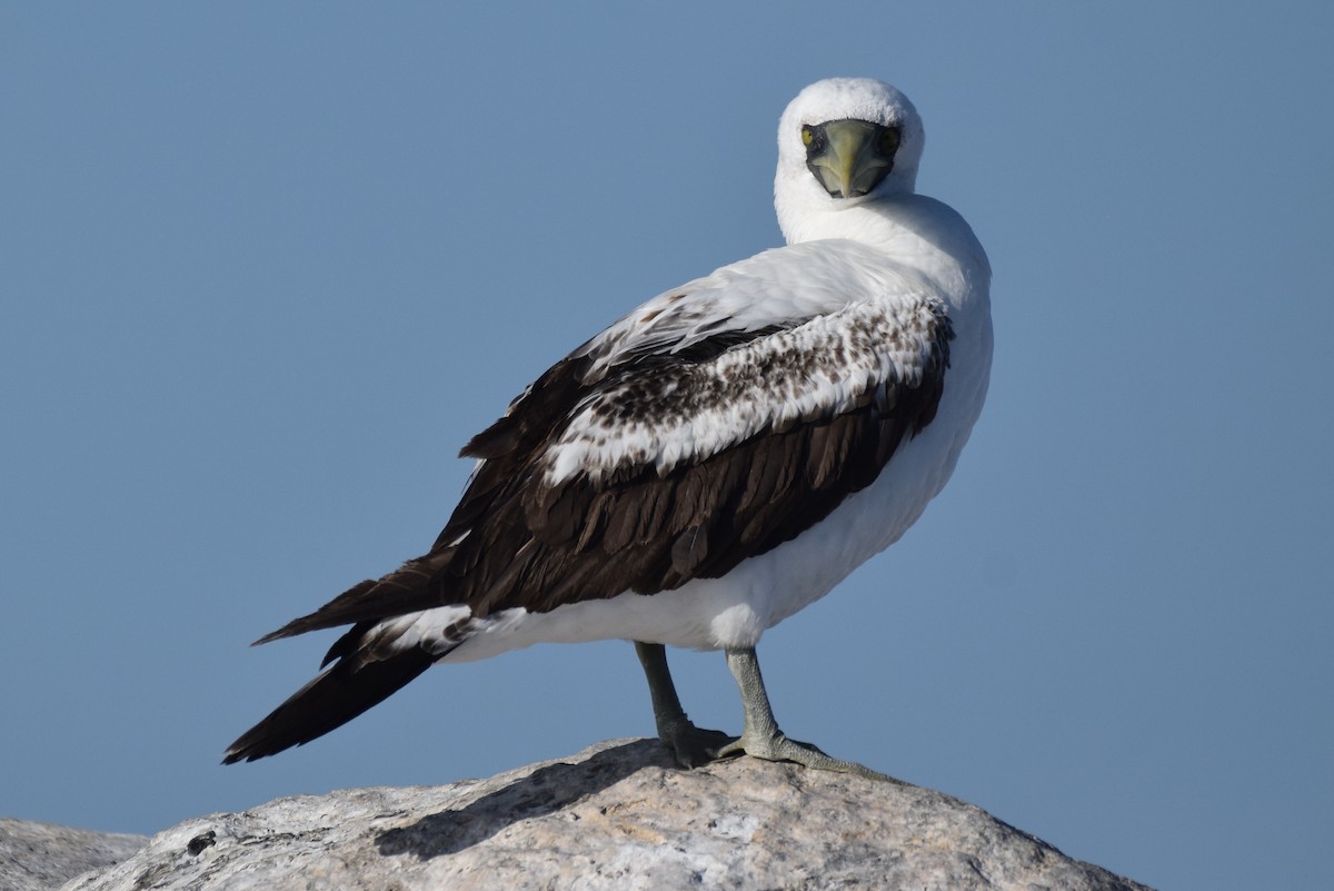 Masked Booby - ML312782531