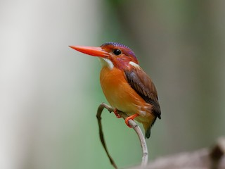  - Sulawesi Dwarf-Kingfisher