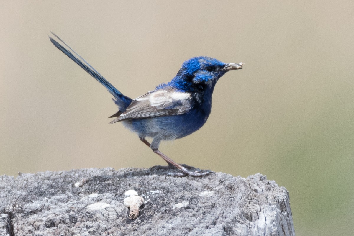 fairywren sp. - Glenn Roman