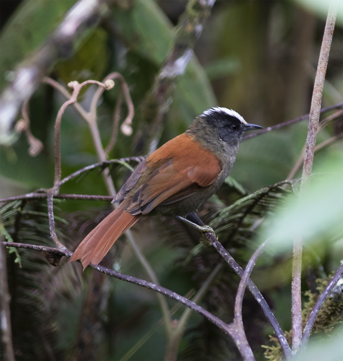 Light-crowned Spinetail - ML312784091