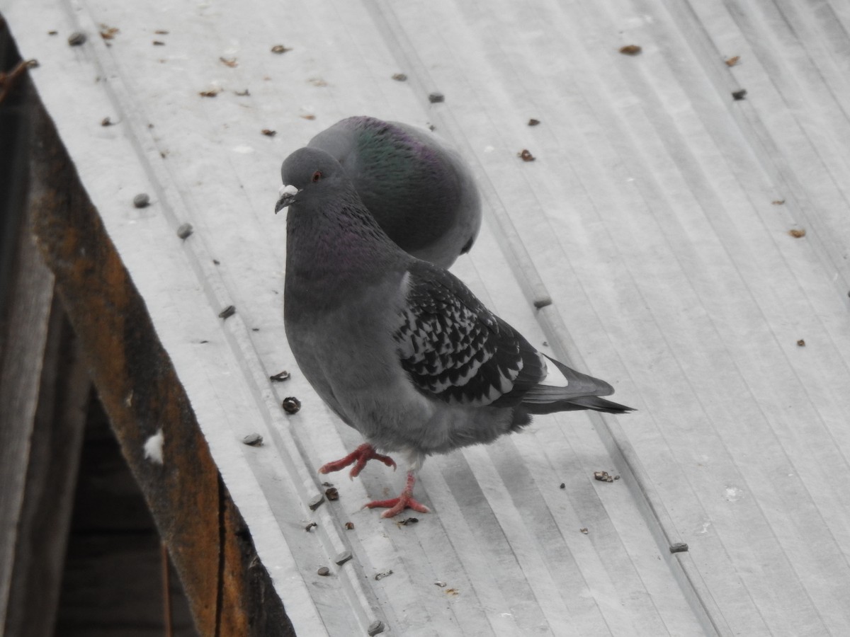Rock Pigeon (Feral Pigeon) - ML312785691