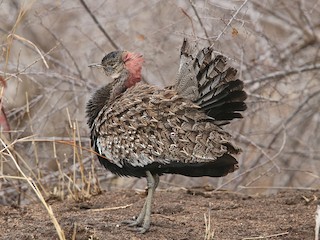  - Red-crested Bustard