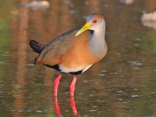  - Russet-naped Wood-Rail