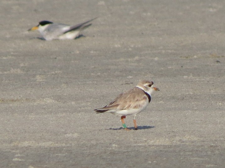 Piping Plover - ML31278811