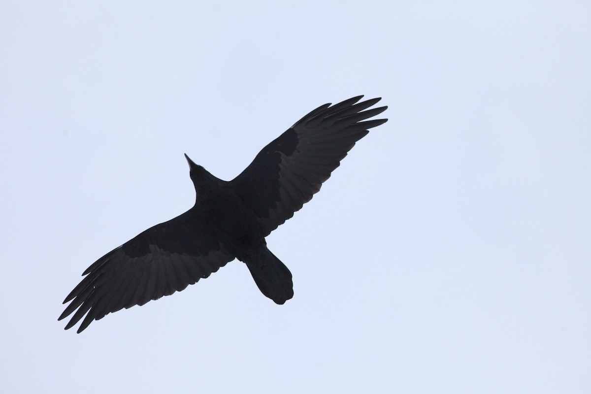 Common Raven - Irene Crosland