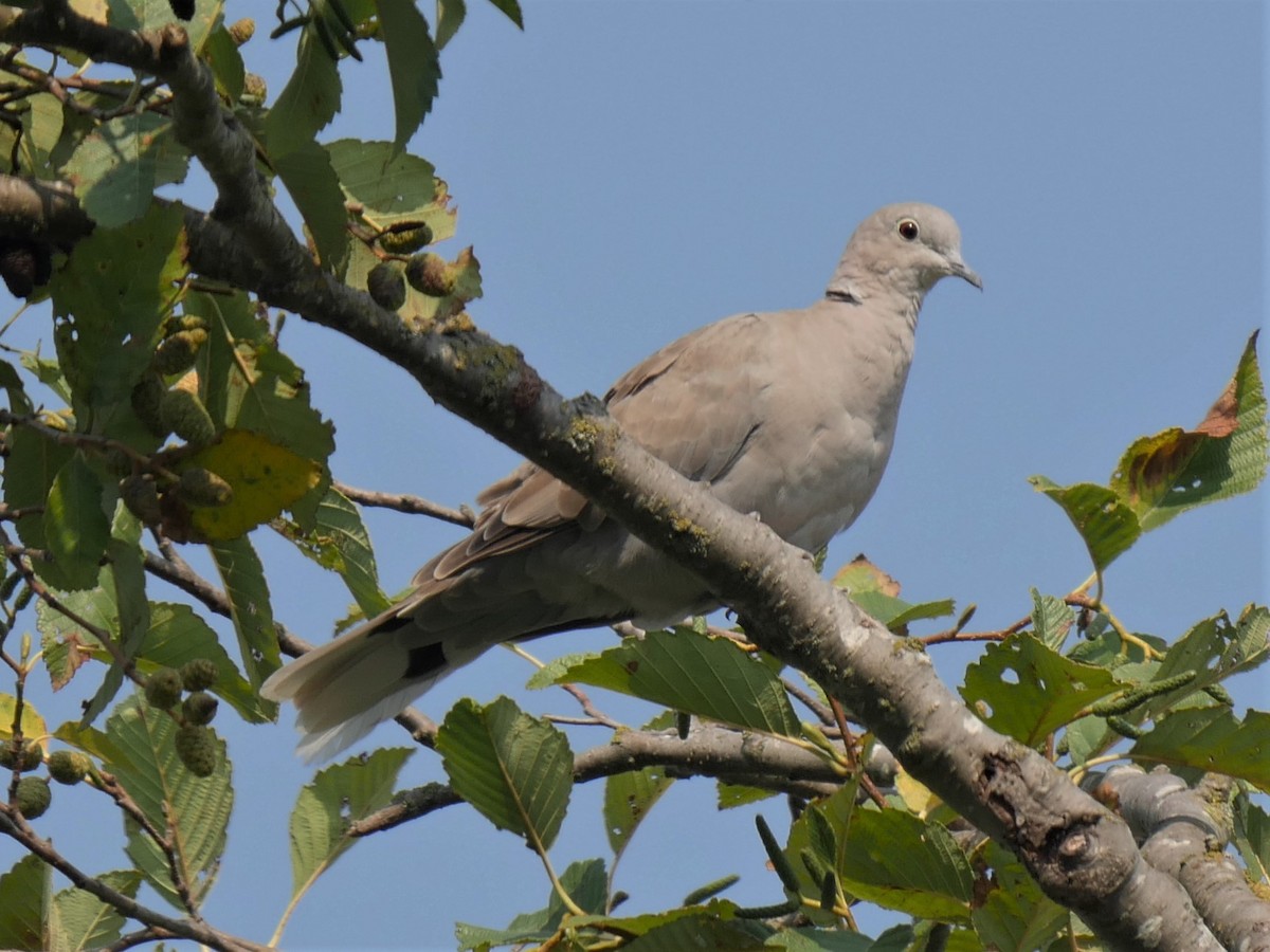 Eurasian Collared-Dove - ML312790551