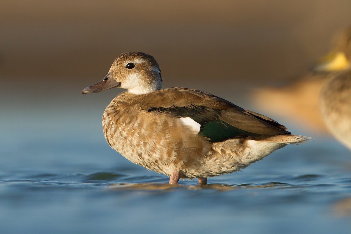 Ringed Teal - Mariano Fernández Kloster