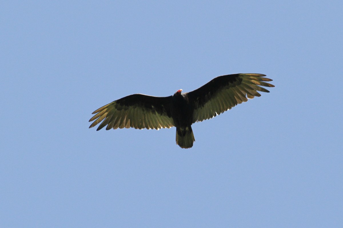Turkey Vulture - Daniel Melchert