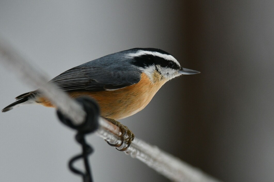 Red-breasted Nuthatch - ML312795201