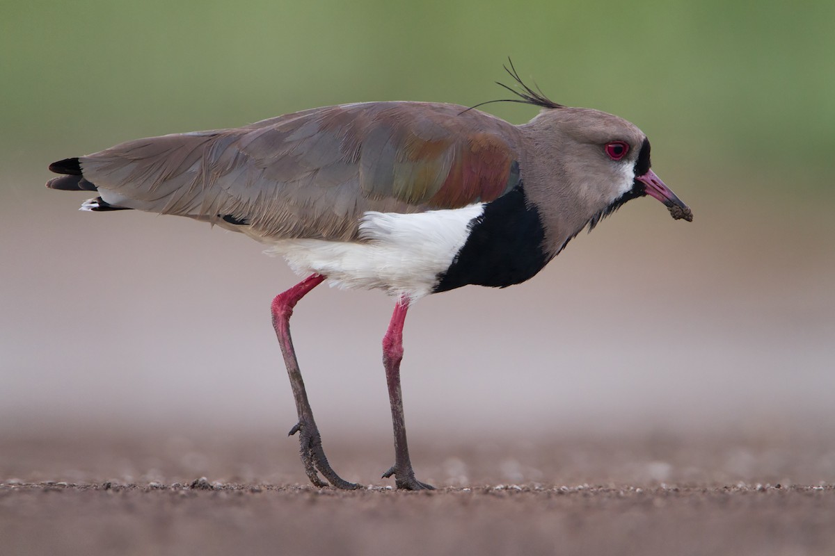 Southern Lapwing (lampronotus) - Mariano Fernández Kloster