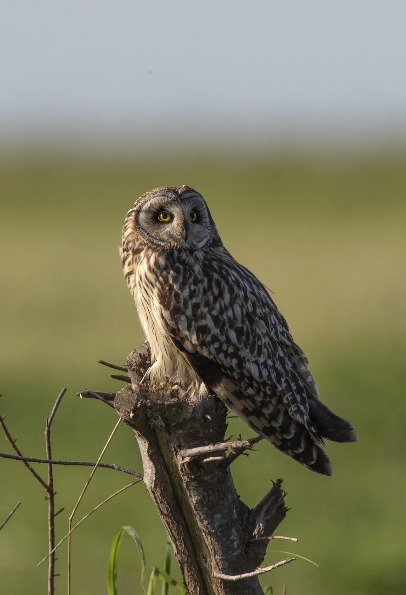 Short-eared Owl - ML312805191