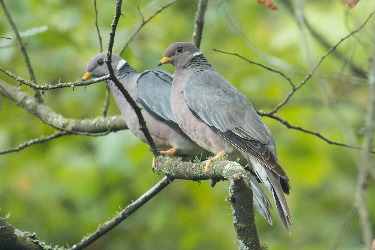 Band-tailed Pigeon - Patrick Van Thull
