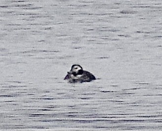 Long-tailed Duck - ML312816221