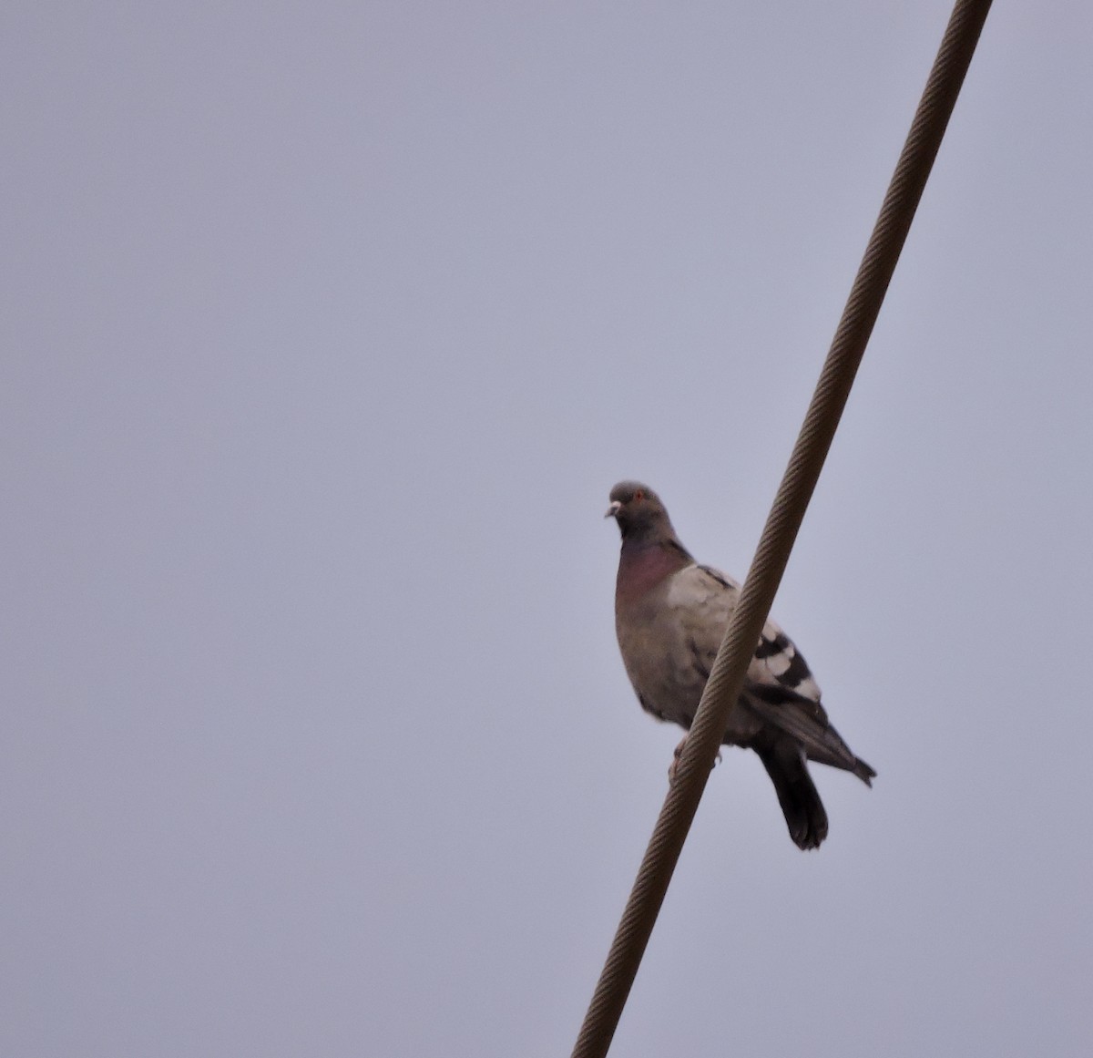 Rock Pigeon (Feral Pigeon) - ML312816241