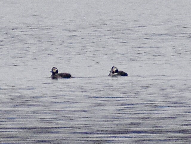 Long-tailed Duck - ML312816321