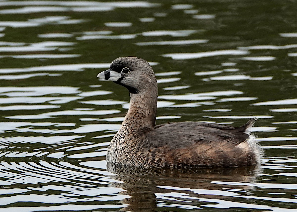 Pied-billed Grebe - Peter Fang/ Gloria Smith