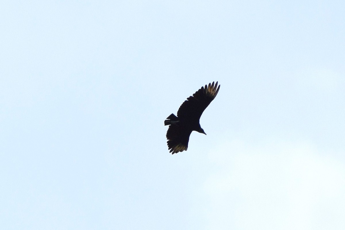 Black Vulture - ML31281891