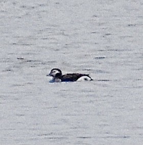 Long-tailed Duck - ML312819371