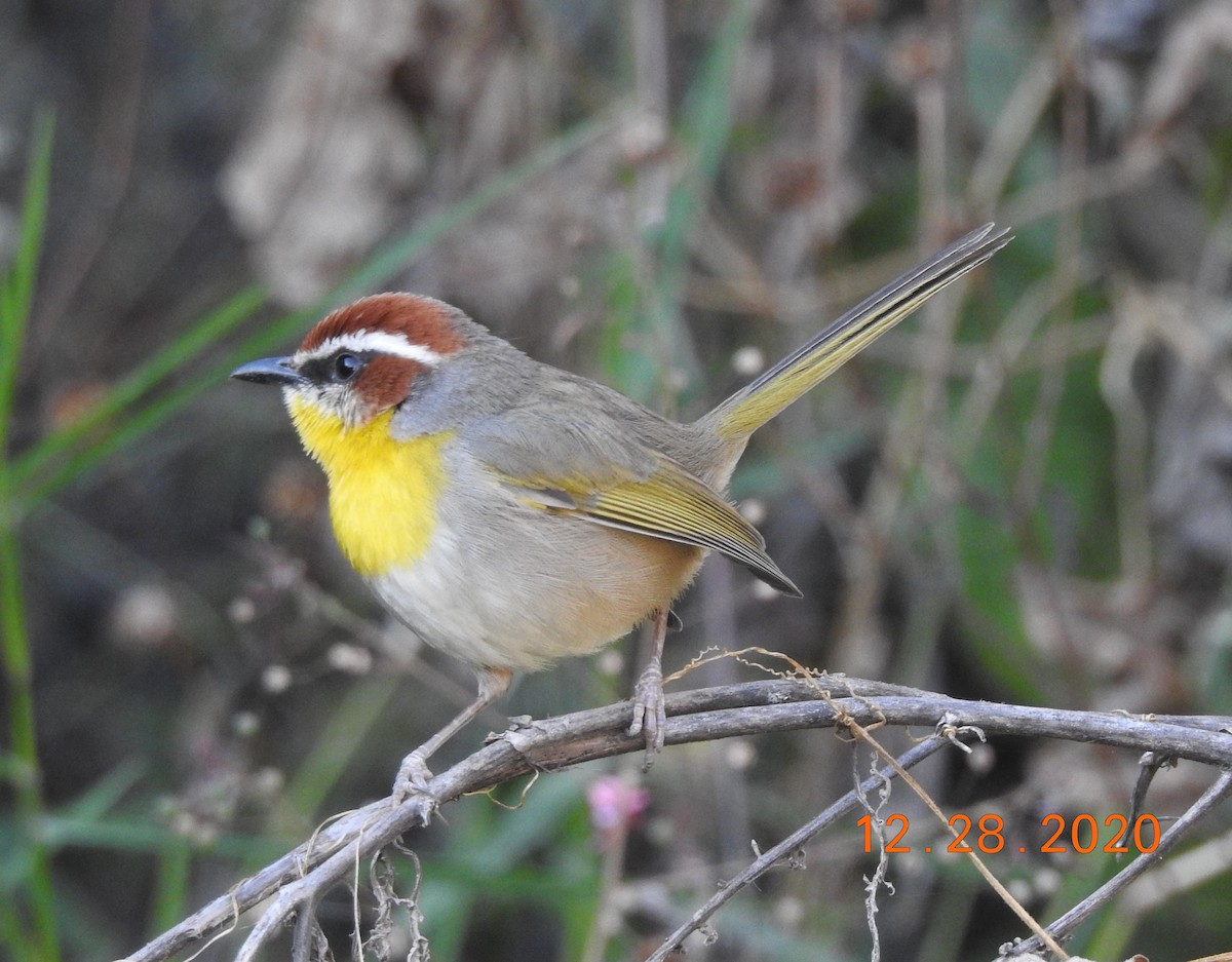 Rufous-capped Warbler - ML312820491