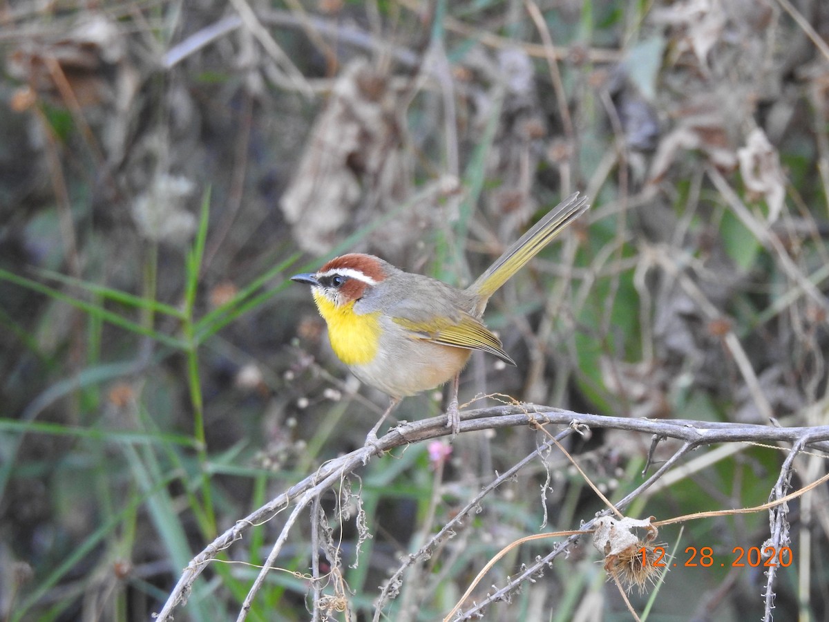 Rufous-capped Warbler - ML312820521