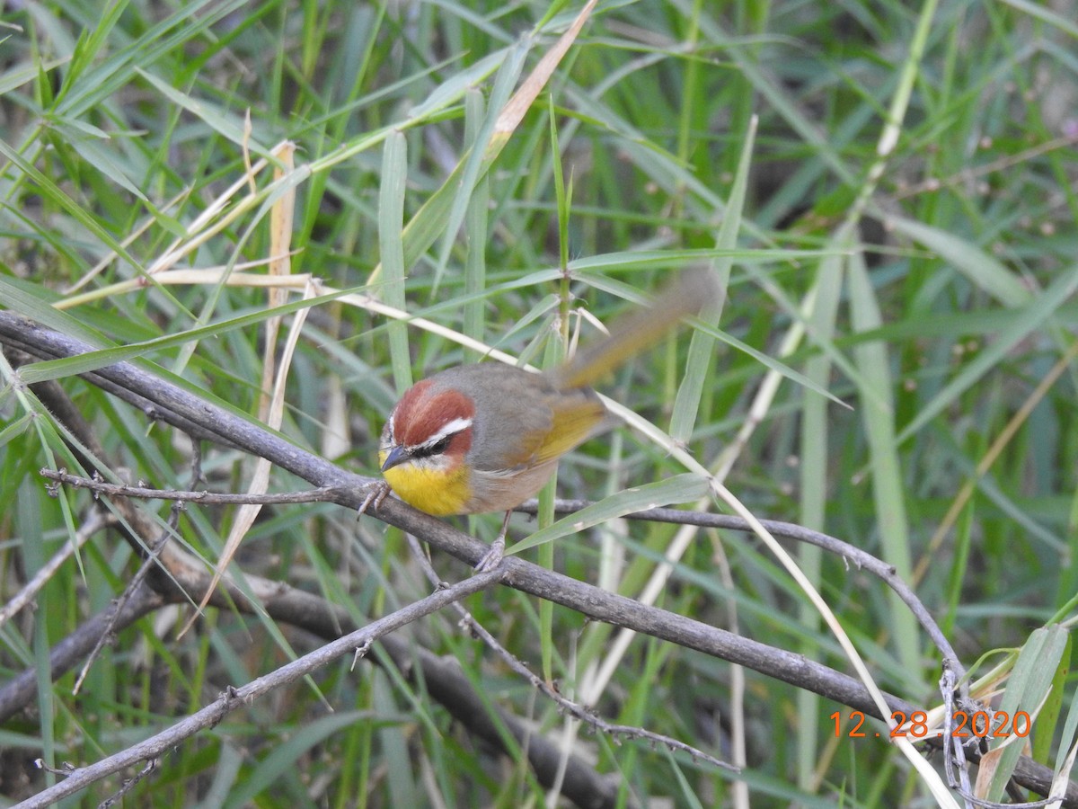 Rufous-capped Warbler - ML312820531